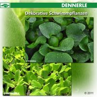 Dennerle Teichpflanzen 