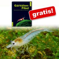 kaufen vergleich Wei�perlen Garnele + Buch Garnelen Fibel Gratis!     10 Garnelen + Buch Gratis! - Zooplus