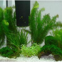 Plantes d