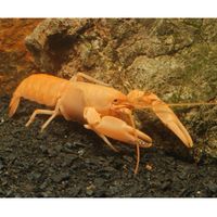Abrikoos kreeft Cherax holthuisi 1 Abrikoos kreeft Cherax holthuisi