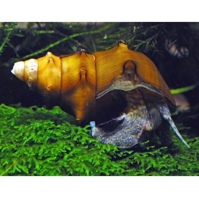 Riesen-Turmdeckelschnecke ? Brotia pagodula - 5 Schnecken