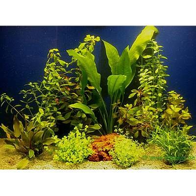 Lot de plantes pour aquarium de 80 cm- 10 plantes en pot