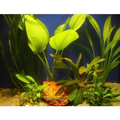 Lot de plantes pour aquarium de discus- 6 plantes en pot