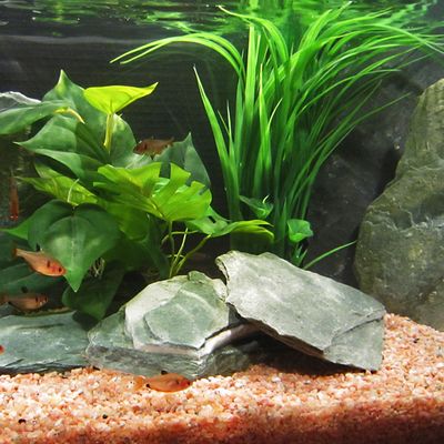 Pierres en ardoise verte pour aquarium- 1-4 pierres, 2 kg