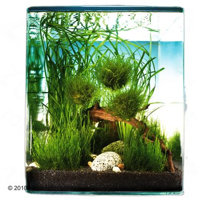Dennerle Nano-Landschaft ´´Biosphere Cube´´ 30 Liter - 11 Pflanzen