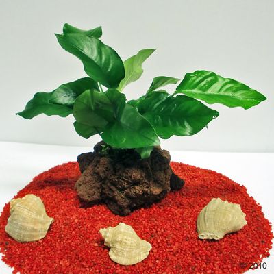 Anubias im Lavastein
