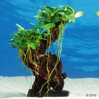 Dennerle Aquarienpflanzen Mbuna mittel - 1 Mbuna mittel, Hoehe ca. 24 - 26 cm