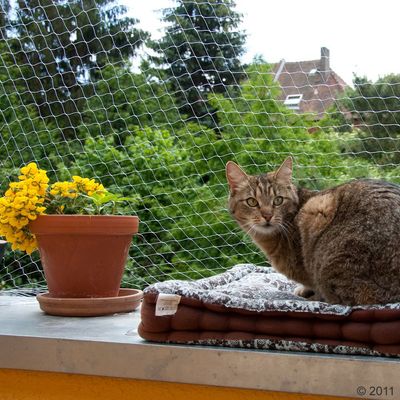 Filet de protection pour chat Outdoor transparent- L 8 x l 3 m