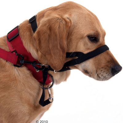 Halti Anti-Pulling Strap - Size 1 (terrier dachshund)