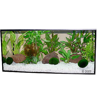 Plantes d´aquarium Zooplants ´´´´Assortiment multicolore´´´´- 13 plantes
