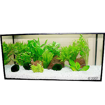 Plantes d´aquarium Zooplants ´´´´Oasis vert clair´´´´- 13 plantes