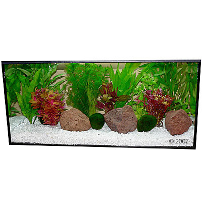 Plantes d´aquarium Zooplants ´´´´Touche de rouge´´´´- 13 plantes