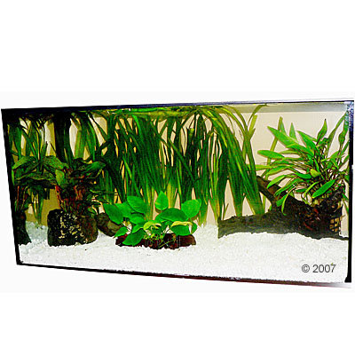 Plantes d´aquarium Zooplants ´´´´Lanceur de disque´´´´- 13 plantes