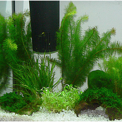 Plantes d´aquarium Zooplants ´´´´Aquarium de crevettes´´´´- 10 plantes