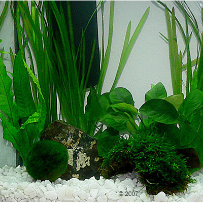 Plantes d´aquarium Zooplants ´´´´Aquarium d´écrevisses´´´´- 8 plantes