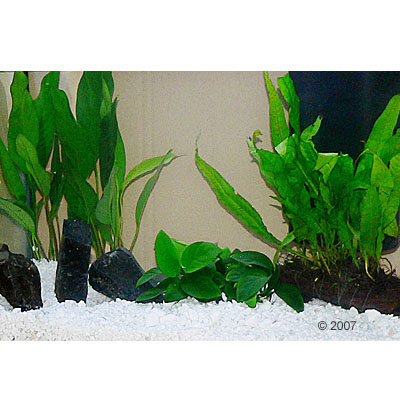 Plantes d´aquarium Zooplants ´´´´Aquarium de cichlidés´´´´- 6 plantes