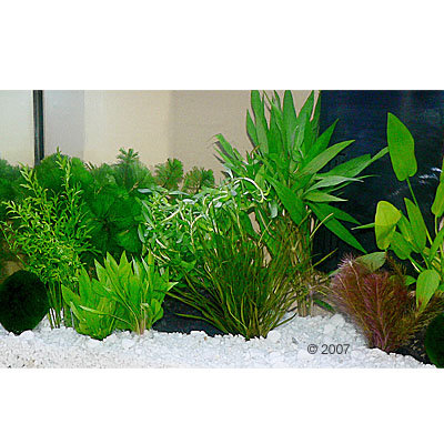 Plantes d´aquarium Zooplants ´´´´Aquarium de guppies´´´´- 15 plantes