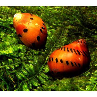 Punktnapfschnecke - Vittina semiconica - 5 Schnecken