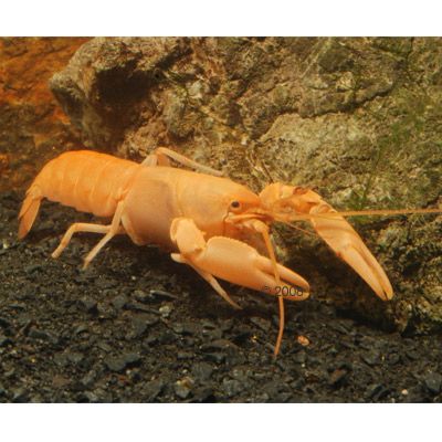 Apricot-Krebs - Cherax holthuisi - 1 Apricot-Krebs - Cherax holthuisi