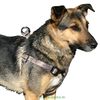Arnés para perros Elegance - - 80 - 100 cm perímetro del pecho, 25 mm ancho