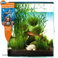 kaufen vergleich Dennerle Nano Landschaft Biosphere Cube 30 Liter     11 Pflanzen - Dennerle