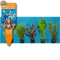 kaufen vergleich Dennerle Aquarienpflanzen Hintergrund Sortiment     9 Pflanzen - Dennerle