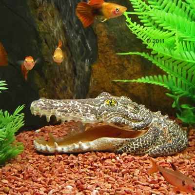 Tête de crocodile- L 15 x l 6 x H 5 cm environ