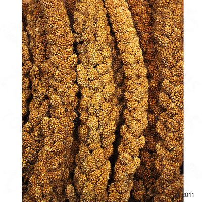 JR Farm Millet jaune des oiseaux- 1 kg