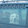 Grille � air pour chien - gris