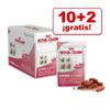 Royal Canin sobres 85gr¡10 + 2 gratis! - - Kitten Instinctive (12 x 85 g)