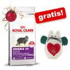 Royal Canin 1,5/2 kg + juguete Cat Angel¡gratis! - - Exigent 33 - Aromatic Attraction (2 kg)