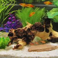 Mopani XLarge - - 1 St�ck, Ma�e: 28 x 14 x 16 cm