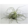 Kit de d�coration tillandsias n�2 - kit de d�coration tillandsias n�2