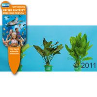 kaufen vergleich Dennerle Aquarienpflanzen Solit�rpflanzen Sortiment     3 Pflanzen - Dennerle