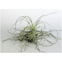 Tillandsia Doe het zelf pakket 2 Tillandsia doe het zelf pakket 2