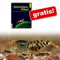 kaufen vergleich Tigergarnele + Buch Garnelen Fibel Gratis!     10 Garnelen + Buch Gratis! - Zooplus