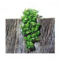 JBL TerraPlanta Amaz. Philo L 17,7 x B 51 x H 5,5 cm