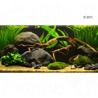 Aquarienpflanzen Zooplants 