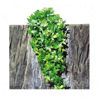 JBL TerraPlanta Congo Efeu - L 17,7  x B 51  x H 5,5 cm