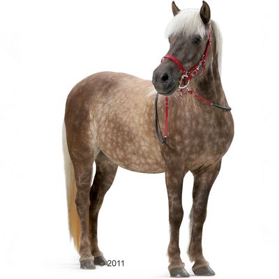 Hunter Wanderreithalfter BioThane® - rot