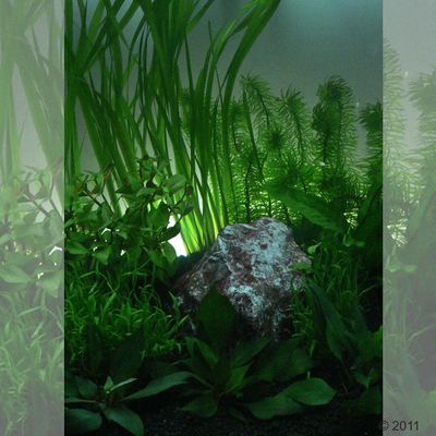 Aquarienpflanzen Zooplants \"\"Einsteigerset\"\" - - 9 Pflanzen Preisvergleich
