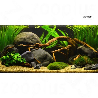 Aquarienpflanzen Zooplants &acute;&acute;Krebs-Aquarium&acute;&acute; - 8 Pflanzen
