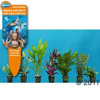 kaufen vergleich Dennerle Aquarienpflanzen Einsteigerset 80 Cm     10 Pflanzen - Dennerle