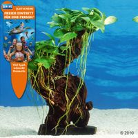 kaufen vergleich Dennerle Aquarienpflanzen Mbuna Mittel     1 Mbuna Mittel, H�he Ca. 24   26 Cm - Dennerle