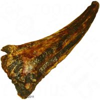 Hundesnack Pferdeschwanz 400 g