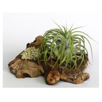 Tillandsiawortels 2 wortels met in totaal 5 Tillandsia
