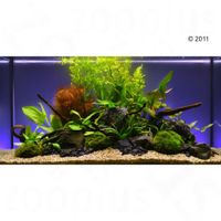 kaufen vergleich Aquarienpflanzen Zooplants Bunte Mischung     13 Pflanzen - Zooplus