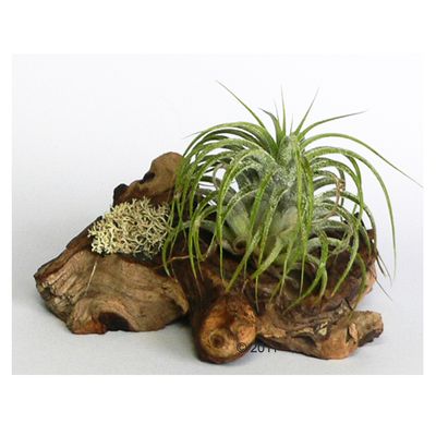 Tillansdsias sur racines- 5  tillansdsias  plantées sur 2 racines