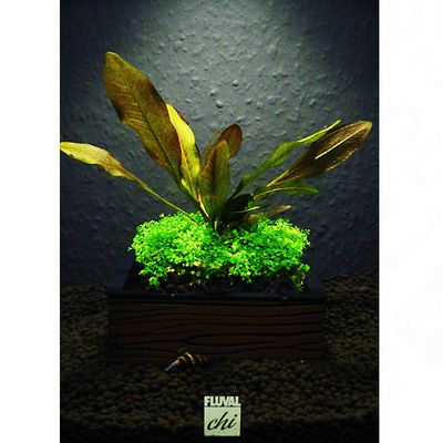 Aquarienpflanzen Zooplants Pflanzenset Fluval CHI - 1 Pflanzmatte 7,5 x 6 cm