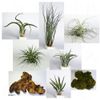 Kit de d�coration tillandsias n�1 - kit de d�coration tillandsias n�1